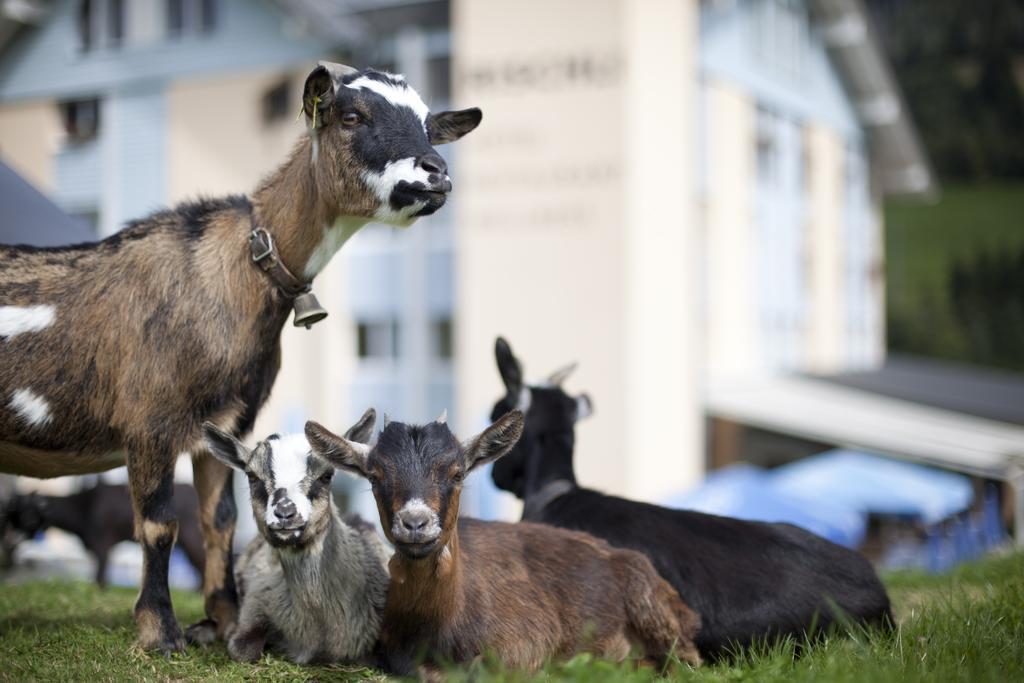 Hotel Rischli Sörenberg Zewnętrze zdjęcie